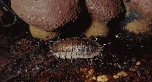 How To Get Rid Of Pillbugs And Sowbugs