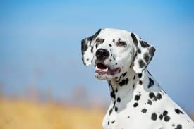 A dalmatian pitbull mix will need a lot of exercise to keep them healthy and stave off boredom that can lead to unwanted behaviors. Meet Some Of The Best Dalmatian Mixes Around K9 Web