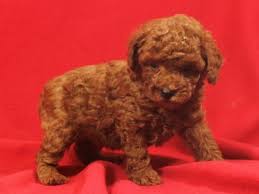 toy poodle dog male red 3960782 petland