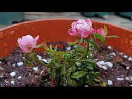 transplanting roses repotting a