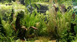 healthy aquarium plants