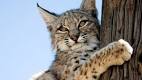 Bobcat mistaken for cougar, sparks evacuation of Willow Park golf ...
