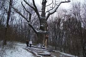 1000-летние деревья погибают в Украине | Вечерний Харьков
