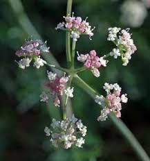 Ligusticum mutellina Mountain Lovage, Alpine lovage PFAF Plant ...