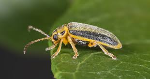 Get Rid Of Elm Leaf Beetles Damage Control Treatment