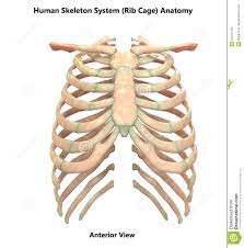 Rib anatomy, thoracic rib, rib bone. Sistema Esqueletico Humano Rib Cage Anterior View Anatomy Stock De Ilustracion Ilustracion De Artritis Esqueleto 104471555
