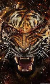 4K Tiger Wallpaper