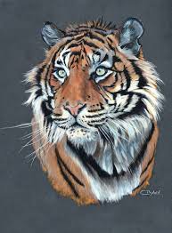 Les pattes sont claires aux extrémités et plus foncées plus haut. Tigre De Sumatra Offre Speciale Art Tigre Peinture Tigre Dessin Tigre