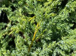 jeneverbes juniperus squamata blue