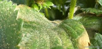 All About Spider Mites Just For Growers