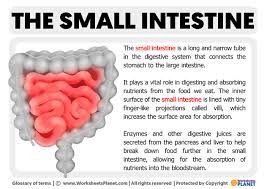 what is small intestine definition of