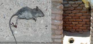 Get Rid Of Dead Rat Smell In Wall