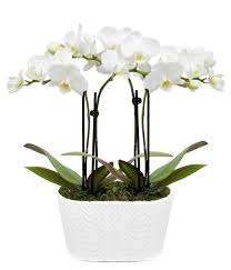 orchid plant after delivery