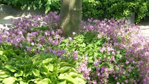 Bei ihr handelt es sich um eine sehr zarte pflanze, die ihnen im spätsommer und herbst eine lila blütenfarbe in den halbschattigen vorgarten zaubert. Bluhende Bodendecker Fur Schattige Und Trockene Platze