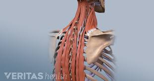 The muscles of the back can be divided in three main groups acc. 7 Possible Causes Of Pain Under Your Shoulder Blade
