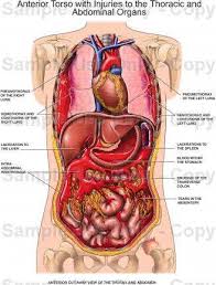 Internal Organs Diagram