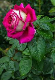 rose garden images