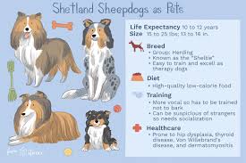 shetland sheepdog sheltie breed