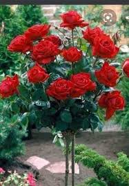 fresh flower rose plants at best