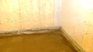 Mold Problems Moldy Basements In
