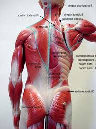 The superficial group, also known as the appendicular group, is primarily associated with movement of the appendicular skeleton. Pin On Muscles
