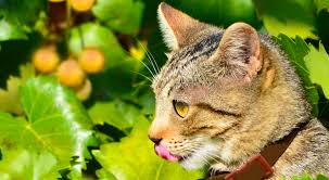 Do cats need to eat their greens? Can Cats Eat Grapes Catpet Club