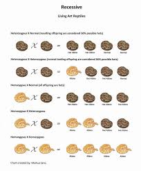 Recessive Gene Ball Python Chart Living Art Reptil Ball