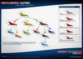 Shrimp Neocaridina Davidi Color And Grade Guide Similar To