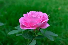 Rose Flower Pink Garden Nature