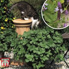 coleus canina scaredy cat thompson