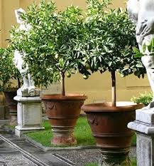 potted trees patio container plants
