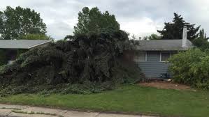 Leduc Storm Uproots Trees Damages