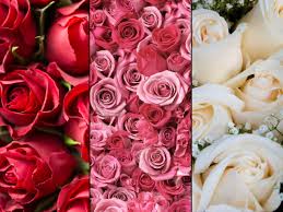 happy rose day rose day 2023 seven