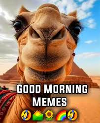 good morning meme funny pictures
