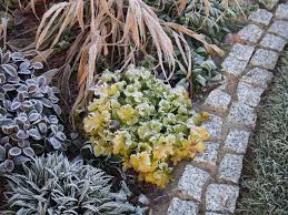 Best Plants For Winter Foliage Winter