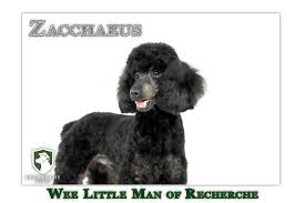 zacchaeus toy poodle stud dog