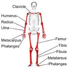 Labeling a long bone diagram labeling of this simple worksheet shows a skeleton with bones unlabeled. Long Bone Wikipedia