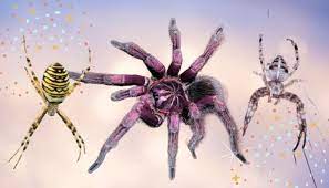 The Meaning Of A Spider Deep Spiritual