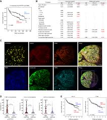 Phosphorylation Of Tfcp2l1 By Cdk1 Is Required For Stem Cell