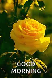 We did not find results for: Flower Yellow Rose Gif Flower Yellowrose Rose Discover Share Gifs Good Morning Images Flowers Good Morning Flowers Gif Good Morning Love You