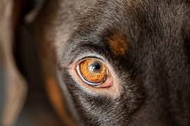 dog eye infection causes and