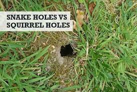 snake holes vs squirrel holes how to