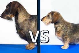 mini dachshund vs standard size and