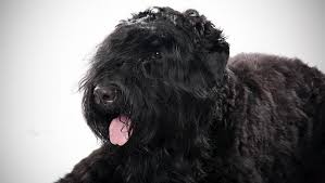 Black Russian Terrier Dog Breed Selector Animal Planet