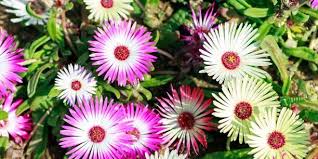 Uncovering a hot asian pink treasure. How To Care For Ice Plant