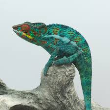 nosy be panther chameleons wc avail