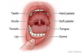 anatomy of the mouth health library