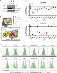 Antagonism Of Pp2a Is An Independent And Conserved Function