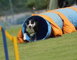 the best dog agility equipment of 2024