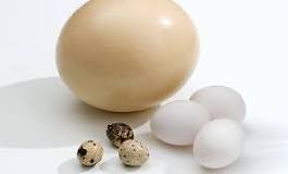 How many ostrich eggs are in a chicken egg?